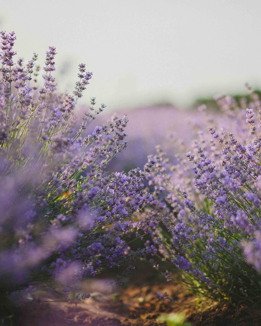 autho-lavendel-840x1050-2